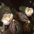 PODOPHYLLUM HEXANDRUM (EMODI) seed image