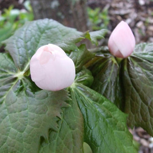 PODOPHYLLUM HEXANDRUM PINK seed image