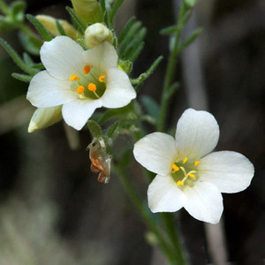 POLEMONIUM BRANDEGEI seed image