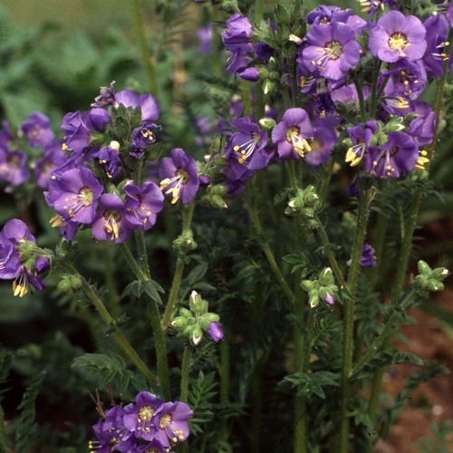 POLEMONIUM CAERULEUM seed image