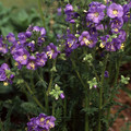 POLEMONIUM CAERULEUM seed image