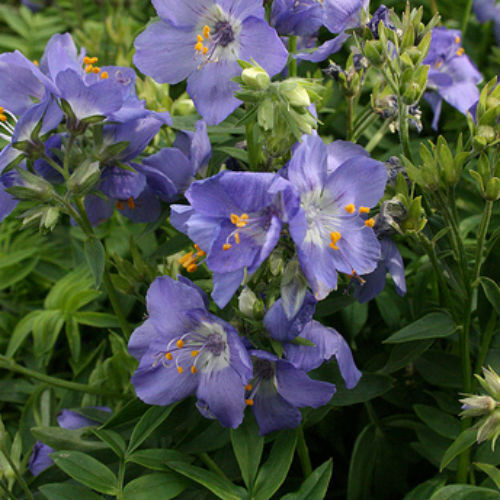 POLEMONIUM CAERULEUM 'CASHMERIANUM' seed image