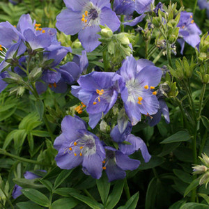 POLEMONIUM CAERULEUM 'CASHMERIANUM' seed image