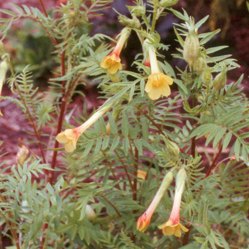 POLEMONIUM PAUCIFLORUM seed image