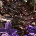 POLEMONIUM YEZOENSE 'PURPLE RAIN' seed image