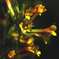 POLEMONIUM PAUCIFLORUM 'SULPHUR TRUMPETS' seed image
