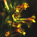 POLEMONIUM PAUCIFLORUM 'SULPHUR TRUMPETS' seed image