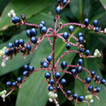 POLLIA JAPONICA seed image