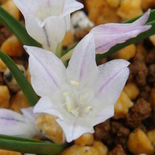 POLYXENA LONGITUBA seed image