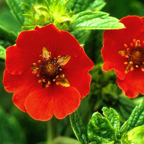 POTENTILLA ATROSANGUINEA seed image