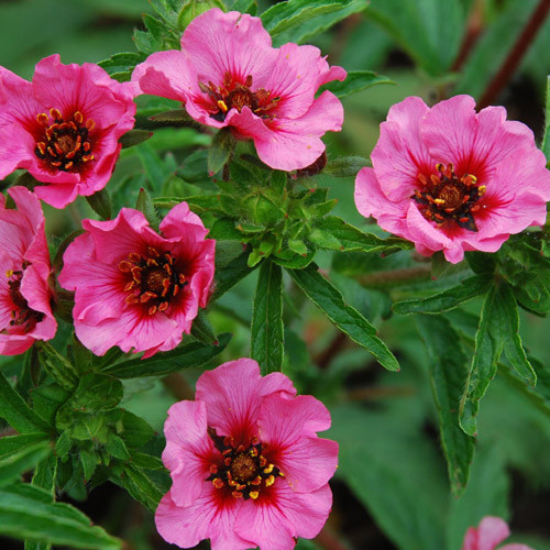 POTENTILLA NEPALENSIS 'HELEN JANE' seed image