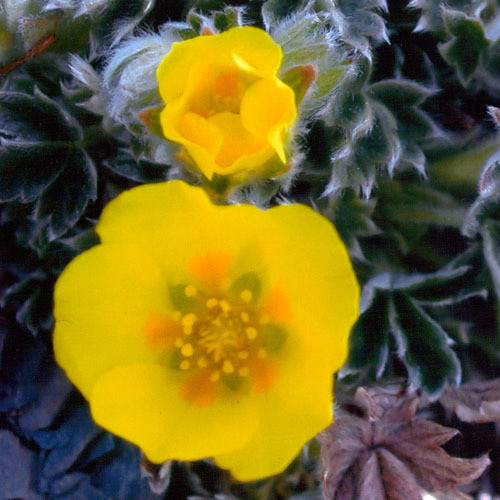 POTENTILLA HYPARCTICA seed image