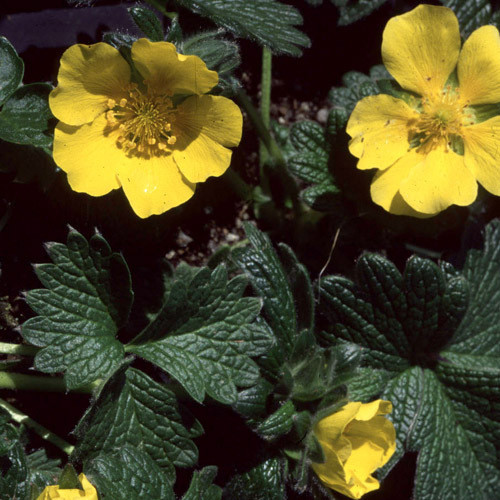 POTENTILLA MEGALANTHA seed image