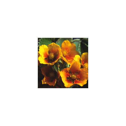 POTENTILLA MIXED seed image