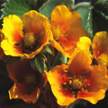 POTENTILLA MIXED seed image