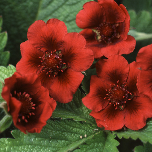 POTENTILLA THURBERI 'MONARCH'S VELVET' seed image