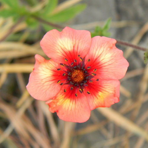POTENTILLA NEPALENSIS seed image