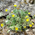 POTENTILLA PULVINARIS seed image