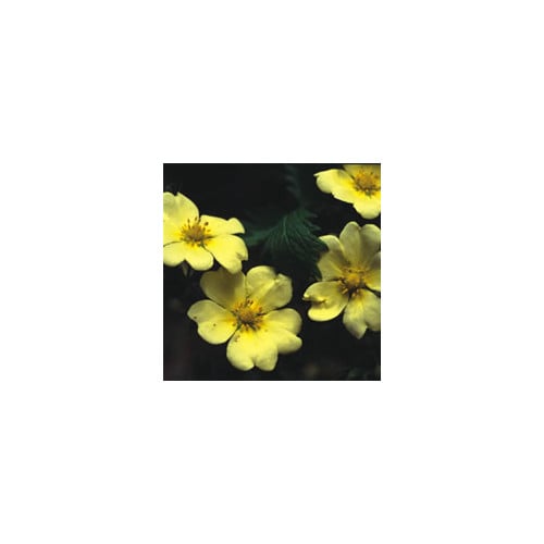 POTENTILLA RECTA SULPHUREA seed image