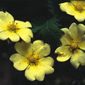 POTENTILLA RECTA SULPHUREA seed image