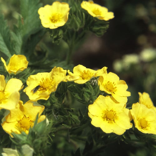 POTENTILLA RECTA 'WARRENII' seed image