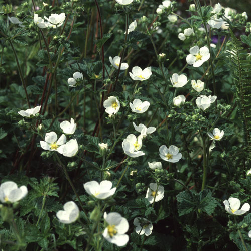 POTENTILLA RUPESTRIS seed image