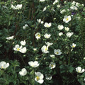 POTENTILLA RUPESTRIS seed image