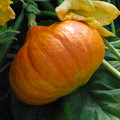 SQUASH POTIMARRON seed image