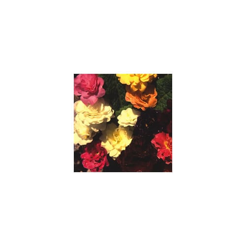 PRIMROSE COTTAGE MIXED AND DOUBLES seed image
