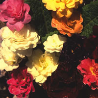 PRIMROSE COTTAGE MIXED AND DOUBLES seed image