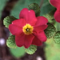 PRIMULA VULGARIS 'JACK-IN-GREEN' MIXED COLOURS (PRIMROSE) seed image