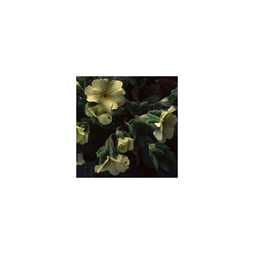 PRIMULA VULGARIS 'JACK-IN-GREEN' YELLOW (PRIMROSE) seed image