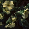 PRIMULA VULGARIS 'JACK-IN-GREEN' YELLOW (PRIMROSE) seed image