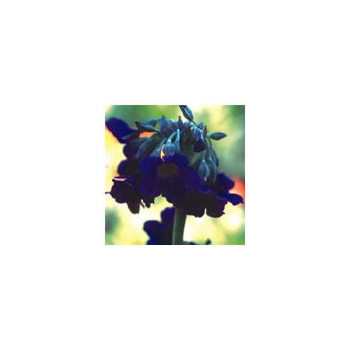 PRIMULA ALPICOLA seed image