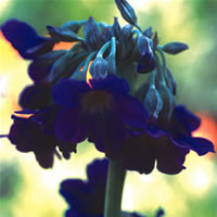 Primula alpicola alba 25 Seeds,Hardy perennial 