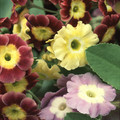 PRIMULA AURICULA MIXED COLOURS seed image