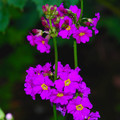 PRIMULA BEESIANA seed image