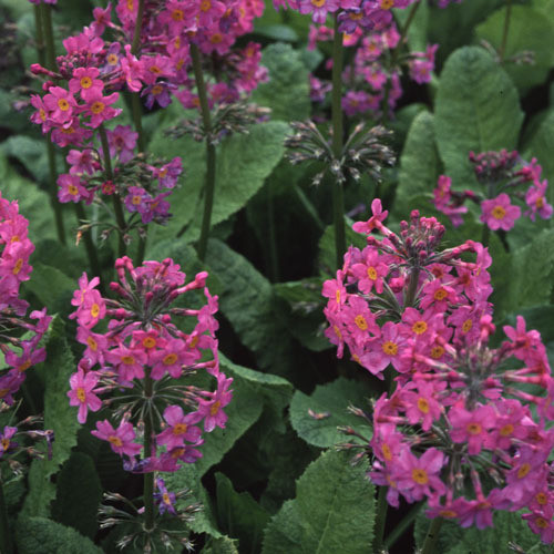 PRIMULA BURMANICA seed image