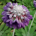 PRIMULA CAPITATA seed image