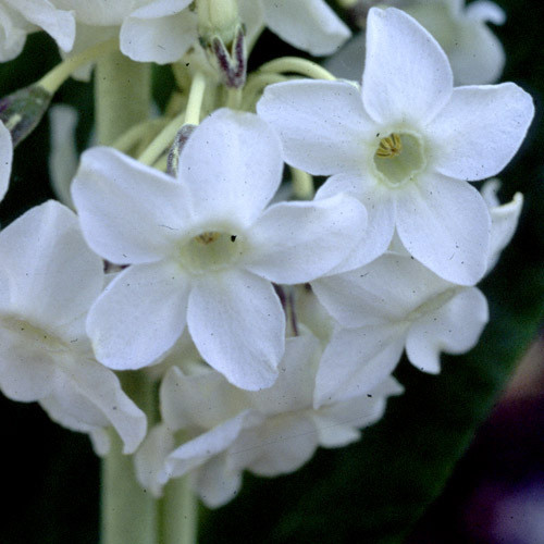 PRIMULA CHIONANTHA seed image
