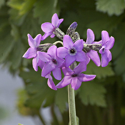 PRIMULA CHIONANTHA SINO PURPUREA seed image