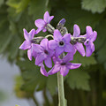 PRIMULA CHIONANTHA SINO PURPUREA seed image