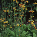PRIMULA CHUNGENSIS seed image