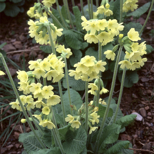 PRIMULA ELATIOR seed image
