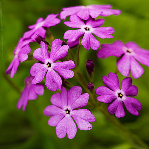 PRIMULA FARINOSA seed image