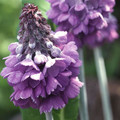 PRIMULA FLACCIDA (NUTANS) seed image