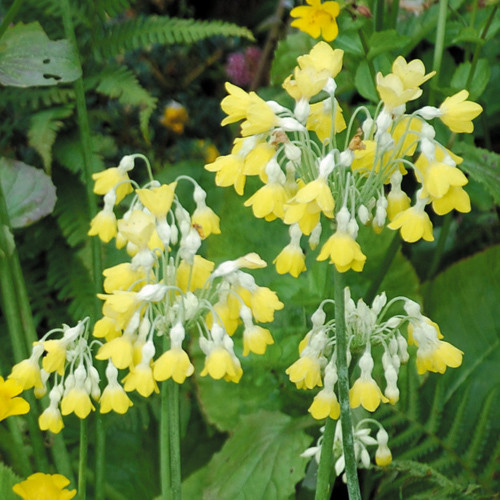 PRIMULA FLORINDAE seed image