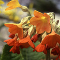 PRIMULA FLORINDAE ORANGE seed image