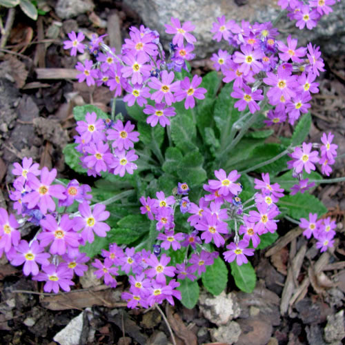 PRIMULA FRONDOSA seed image
