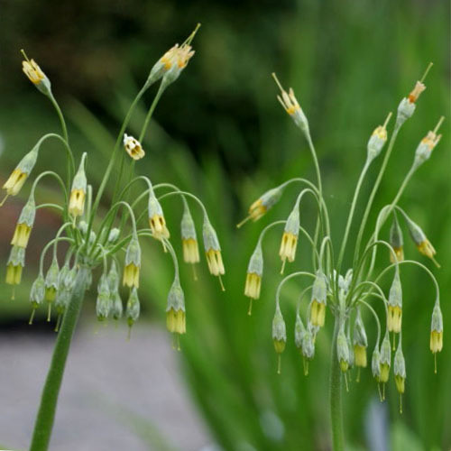 PRIMULA GRANDIS seed image